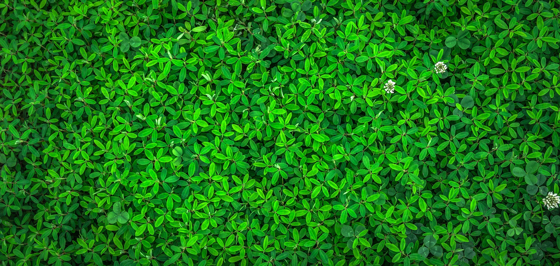 Use sustainability in your campaign